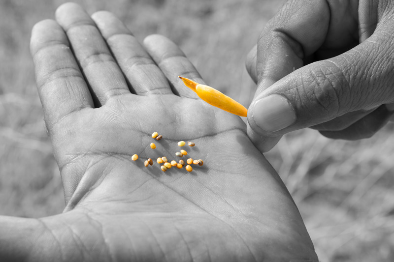 Khadin-A Nature-Based Solution for Water for Agriculture in Thar Desert, Jaisalmer district, Rajasthan - Taramira seeds grown in fields near Derasar Khadin